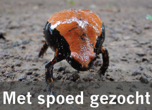 studentenonderzoek